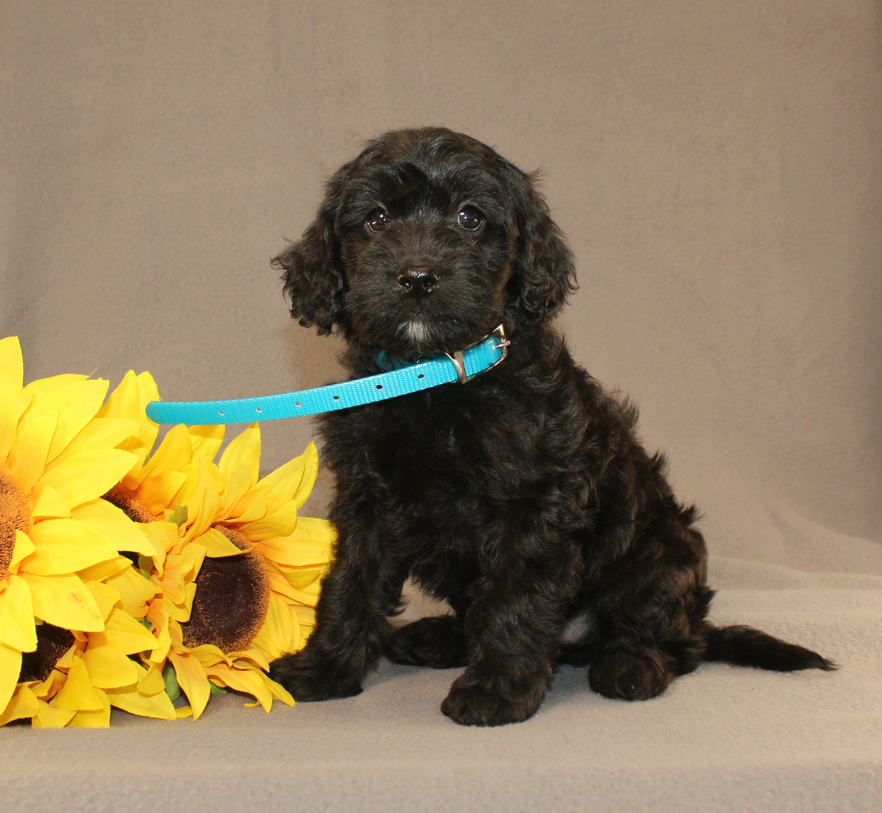 puppy, for, sale, Mini Cavagoldendoodle, Ivan J. Stoltzfus, dog, breeder, Dornsife, PA, dog-breeder, puppy-for-sale, forsale, nearby, find, puppyfind, locator, puppylocator, aca